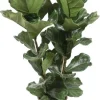 Ficus Lyrata - Tabaksplant