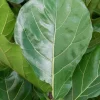 Ficus Lyrata - Tabaksplant