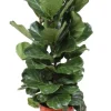 Ficus Lyrata - Tabaksplant