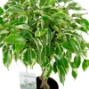 Ficus Marole - Treurvijg
