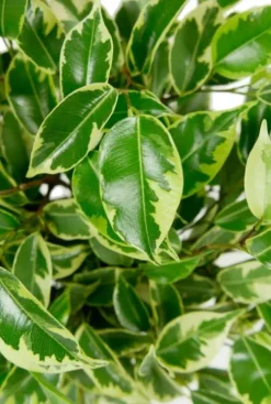 Ficus Marole - Treurvijg