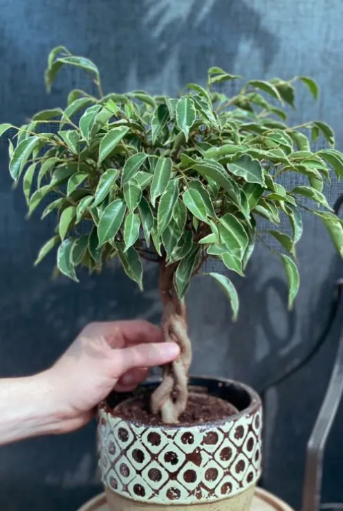 Ficus Marole - Treurvijg