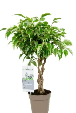 Ficus Marole - Treurvijg