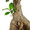 Ficus micr. ginseng - Rubberboom