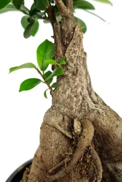 Ficus micr. ginseng - Rubberboom