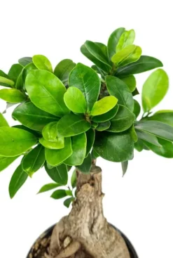 Ficus micr. ginseng - Rubberboom