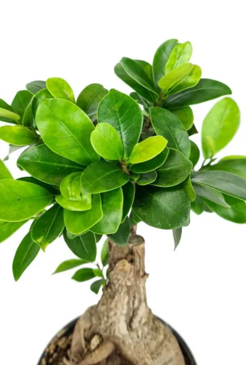 Ficus micr. ginseng - Rubberboom