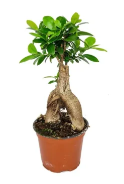 Ficus micr. ginseng - Rubberboom