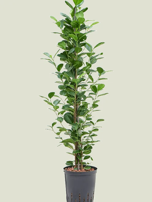 Ficus microcarpa 'Moclame' - Rubberboom