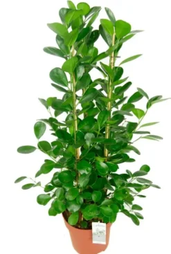 Ficus moclame - Rubberboom