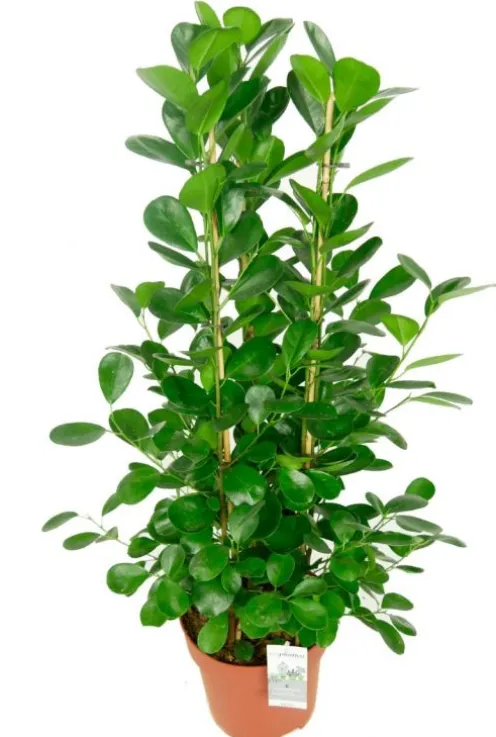 Ficus moclame - Rubberboom
