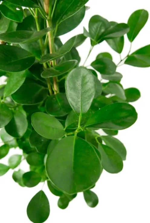Ficus moclame - Rubberboom
