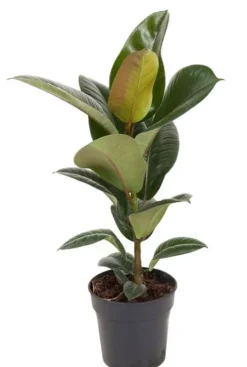 Ficus Robusta - Rubberplant