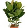 Ficus Robusta - Rubberplant