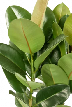 Ficus Robusta - Rubberplant