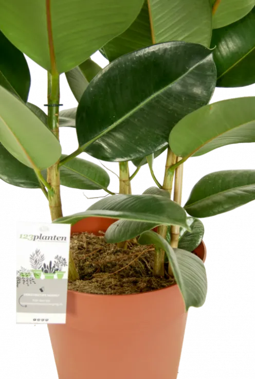 Ficus Robusta - Rubberplant