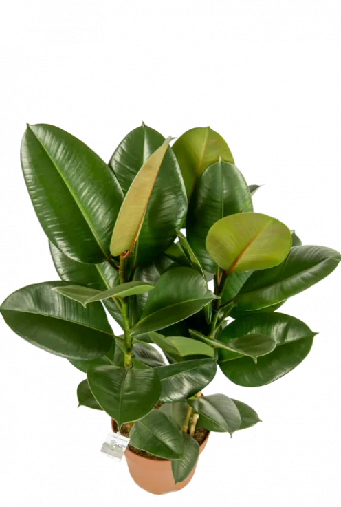 Ficus Robusta - Rubberplant