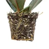 Ficus Robusta - Stekje