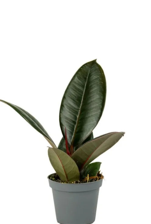 Ficus Robusta - Stekje