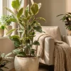 Ficus Tineke - Rubberboom