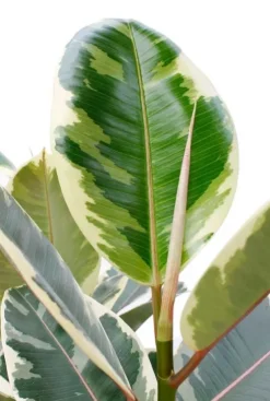 Ficus Tineke - Rubberboom