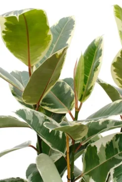 Ficus Tineke - Rubberboom