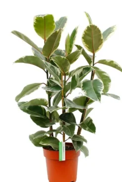 Ficus Tineke - Rubberboom