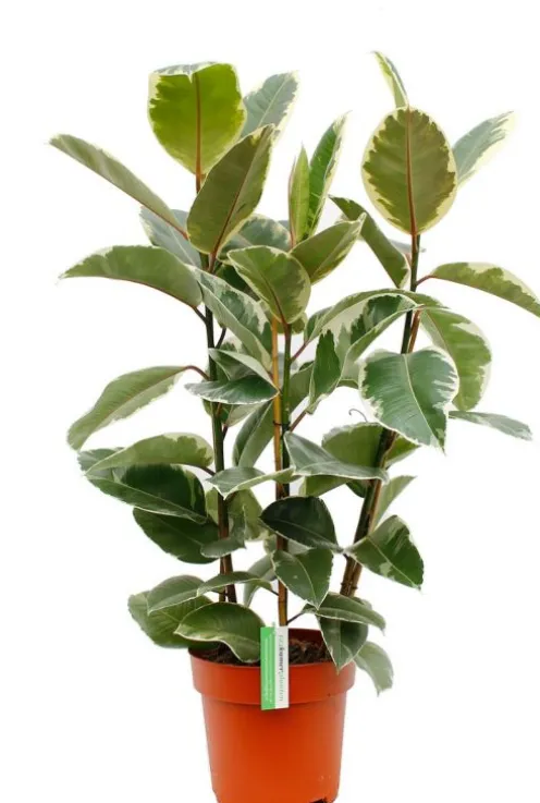 Ficus Tineke - Rubberboom