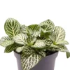 Fittonia Verschaffeltii Mini White - Stekje