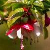 Fuchsia 'Madame Cornelissen' - Bellenplant