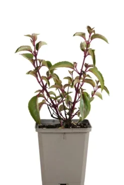 Fuchsia 'Madame Cornelissen' - Bellenplant