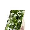 Galanthus Woronowii - 25 bollen