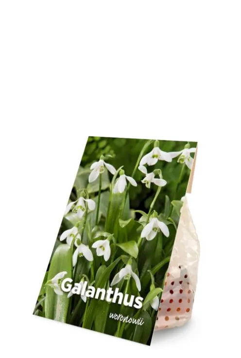 Galanthus Woronowii - 25 bollen