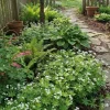 Galium odoratum - Maagdenpalm