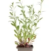 Gaura lindheimeri - Prachtkaars