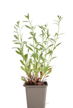 Gaura lindheimeri - Prachtkaars