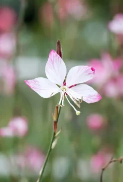 Gaura lindheimeri - Prachtkaars