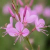 Gaura lindheimeri Siskiyou Pink - Prachtkaars