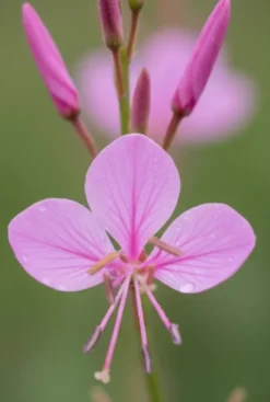 Gaura lindheimeri Siskiyou Pink - Prachtkaars
