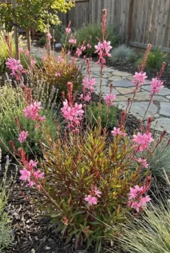 Gaura lindheimeri Siskiyou Pink - Prachtkaars