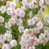 Geranium cant. 'Biokovo' - Ooievaarsbek
