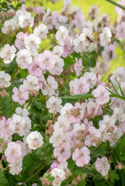 Geranium cant. 'Biokovo' - Ooievaarsbek