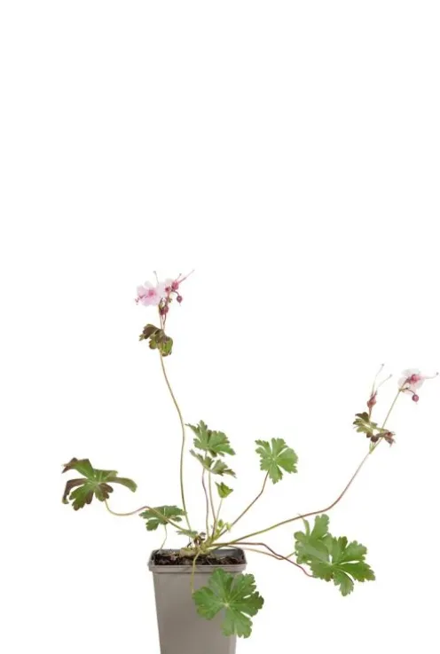 Geranium cant. 'Biokovo' - Ooievaarsbek