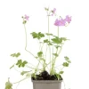 Geranium cant. 'Cambridge' - Ooievaarsbek