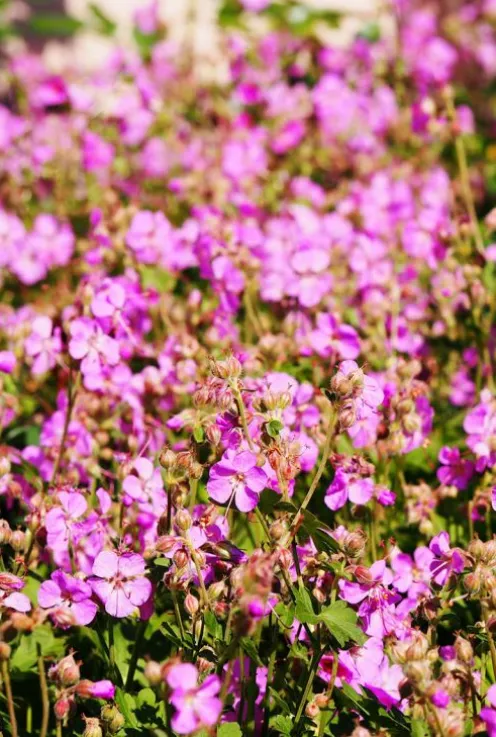 Geranium cant. 'Cambridge' - Ooievaarsbek