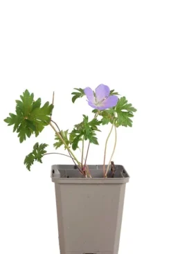 Geranium 'Johnson's Blue' - Ooievaarsbek