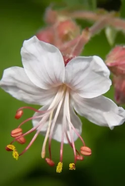 Geranium macr. 'Spessart' - Ooievaarsbek