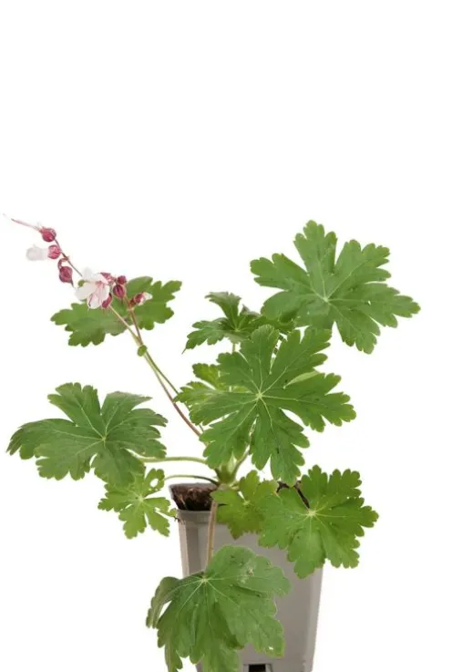 Geranium macr. 'Spessart' - Ooievaarsbek