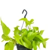 Golden Pothos - Epipremnum