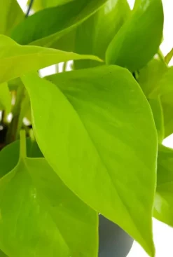 Golden Pothos - Epipremnum